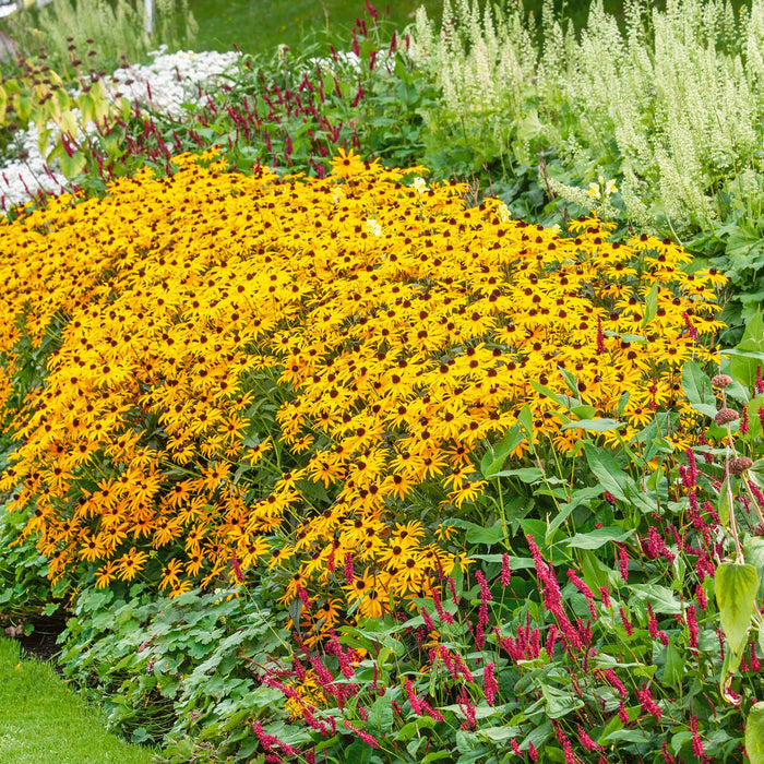 Rudbeckia 'Goldsturm'