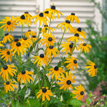 Rudbeckia 'Goldsturm'