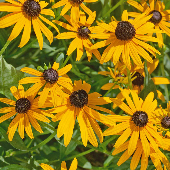 Rudbeckia 'Goldsturm'