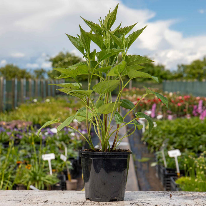 Rudbeckia 'Goldsturm'
