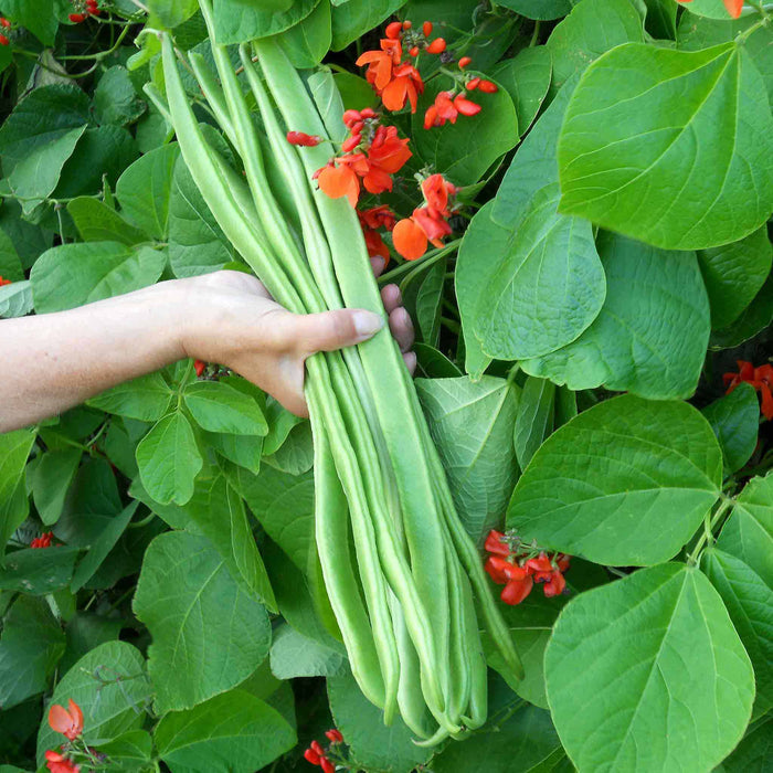 Runner Bean 'Bench Master'