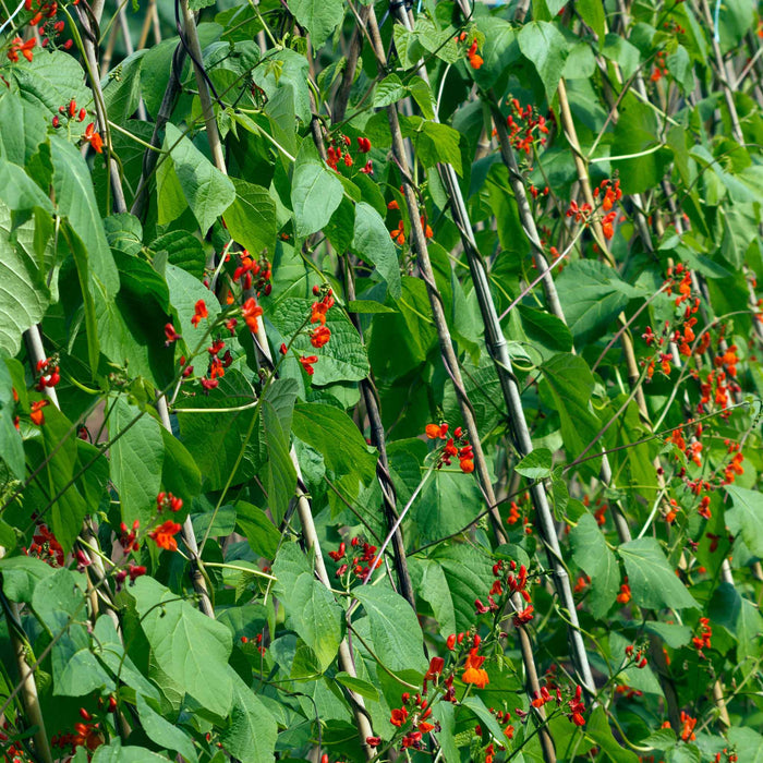 Runner Bean 'Bench Master'