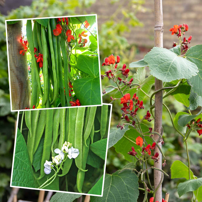 Runner Bean 'Firestorm' and 'Stardust'