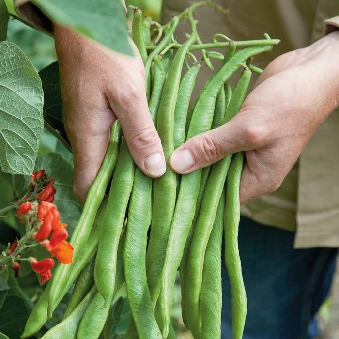 Runner Bean 'Firestorm' and 'Stardust'