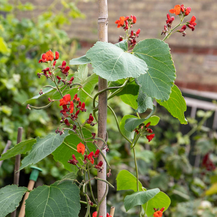Runner Bean 'Firestorm' and 'Stardust'
