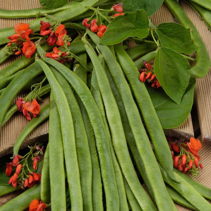 Runner Bean Seeds 'Guinness Record'