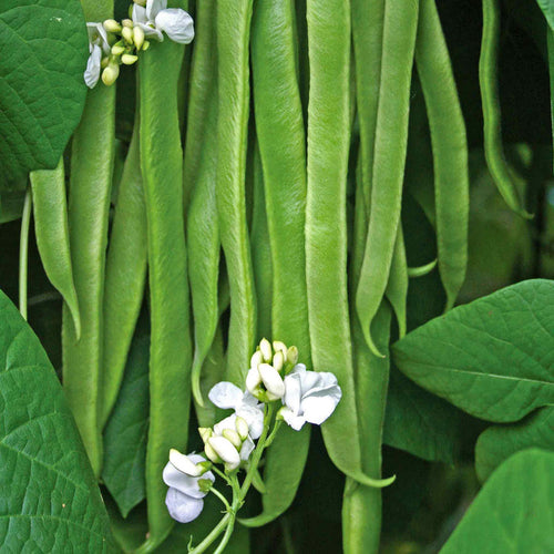 Runner Bean 'Stardust'