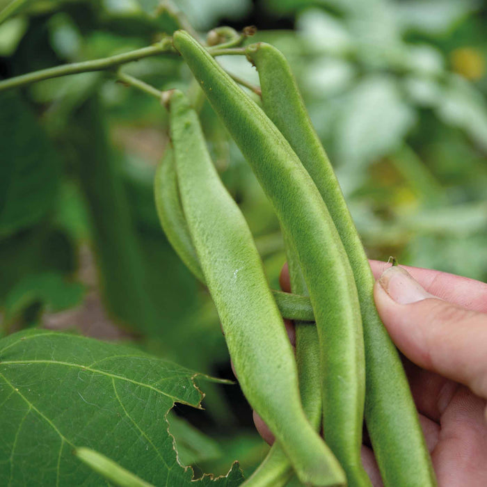 Runner Bean 'Stardust'