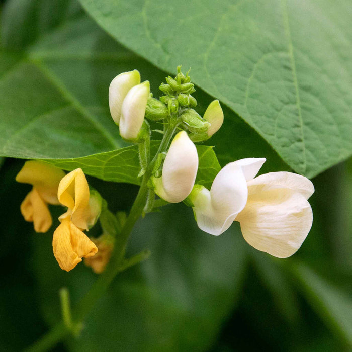 Runner Bean 'Stardust'
