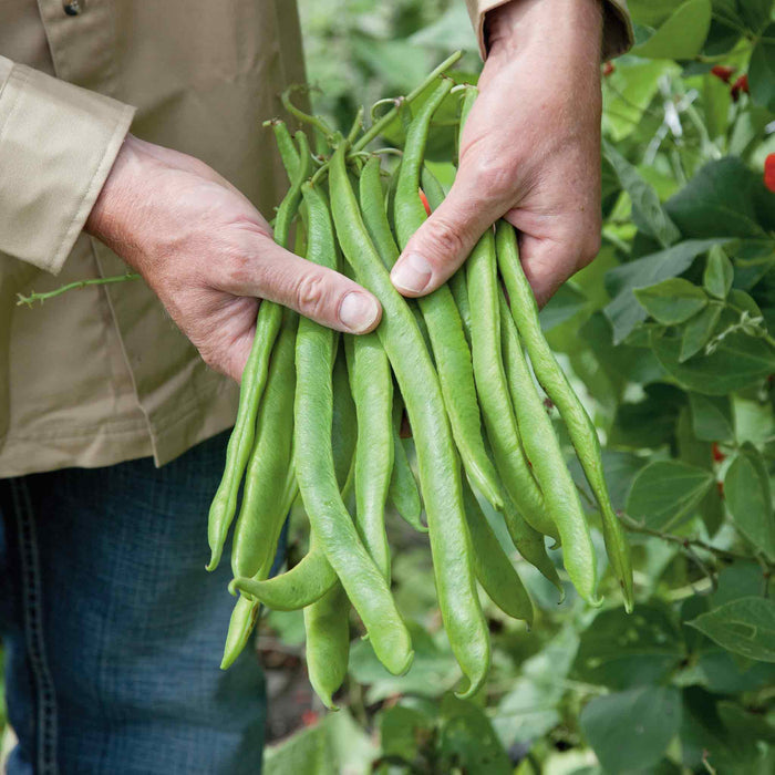 Runner Bean 'Tenderstar'