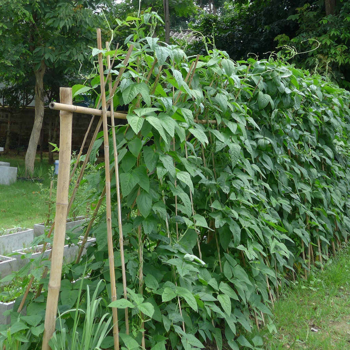 Runner Bean 'Tenderstar'