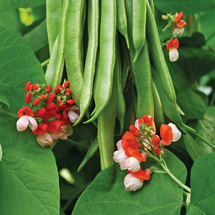Runner Bean 'Tenderstar'