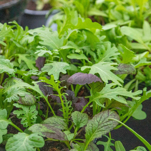 Salad baby leaves 'Oriental Mix'