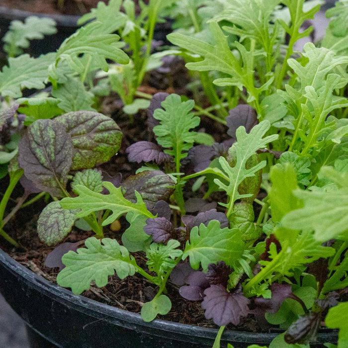 Salad baby leaves 'Oriental Mix'