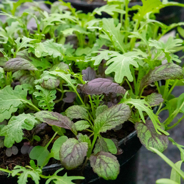 Salad baby leaves 'Oriental Mix'