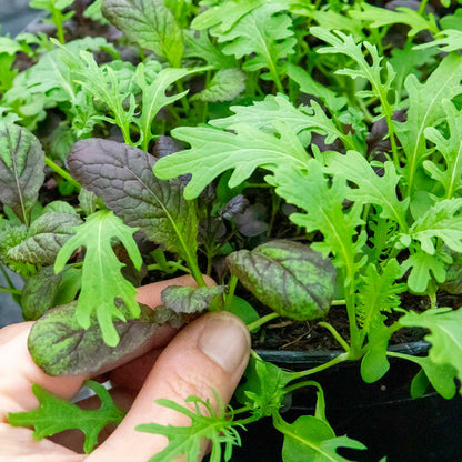 Salad baby leaves 'Oriental Mix'