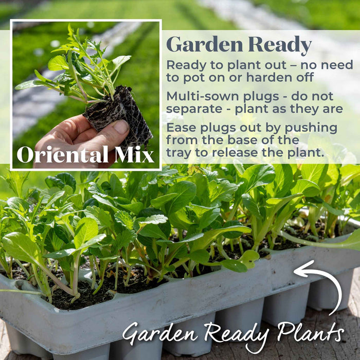 Salad baby leaves 'Oriental Mix'