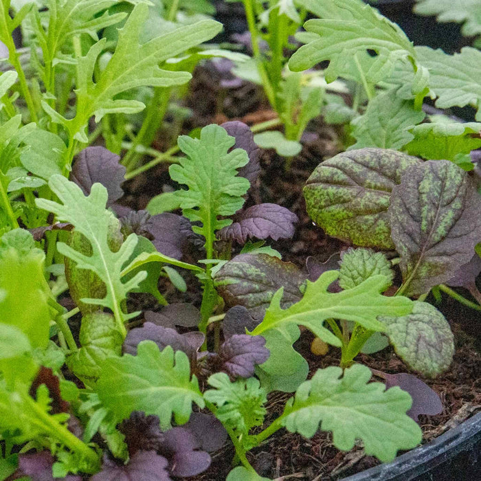 Salad baby leaves 'Oriental Mix'