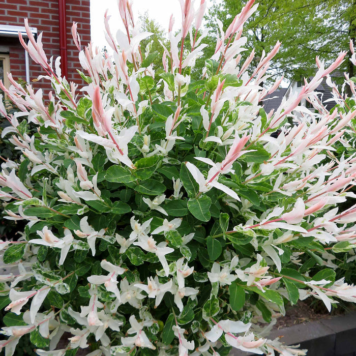 Salix integra 'Hakuro-nishiki'