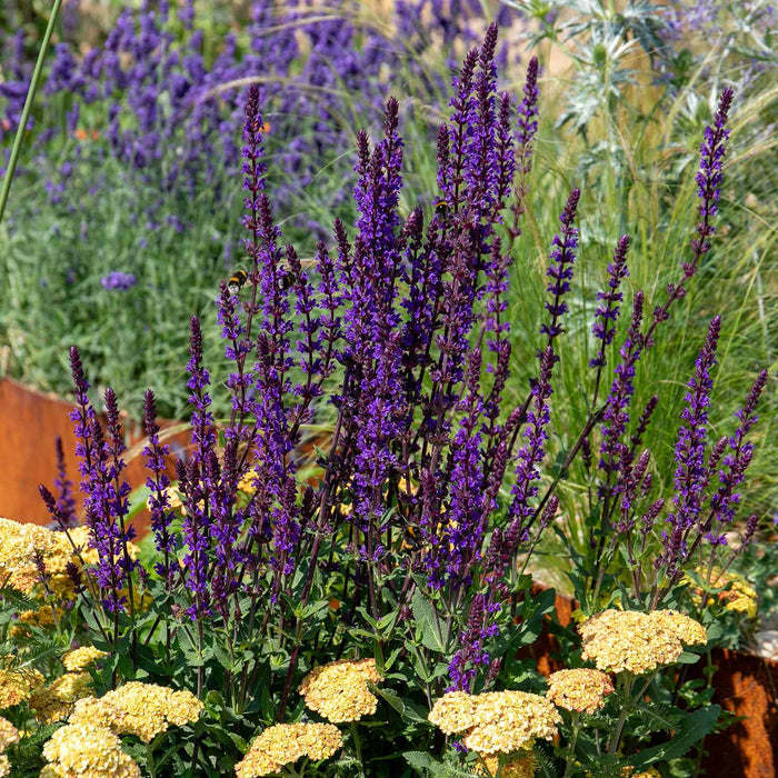 Salvia 'Caradonna Compact'