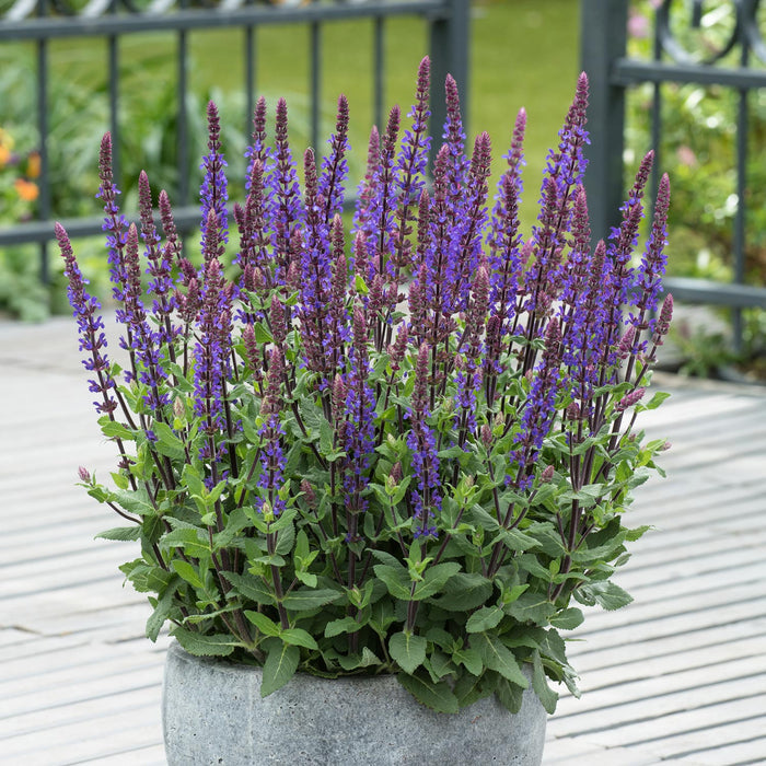 Salvia 'Caradonna Compact'