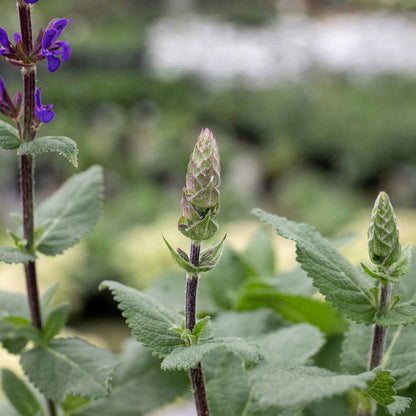 Salvia 'Caradonna Compact'