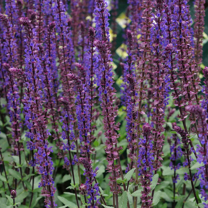 Salvia 'Caradonna Compact'