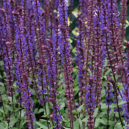Salvia 'Caradonna Compact'