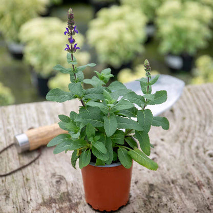 Salvia 'Caradonna Compact'