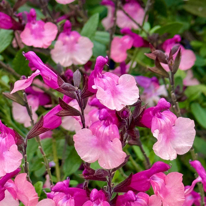 Salvia 'Melba Magic Peach'