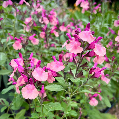 Salvia 'Melba Magic Peach'