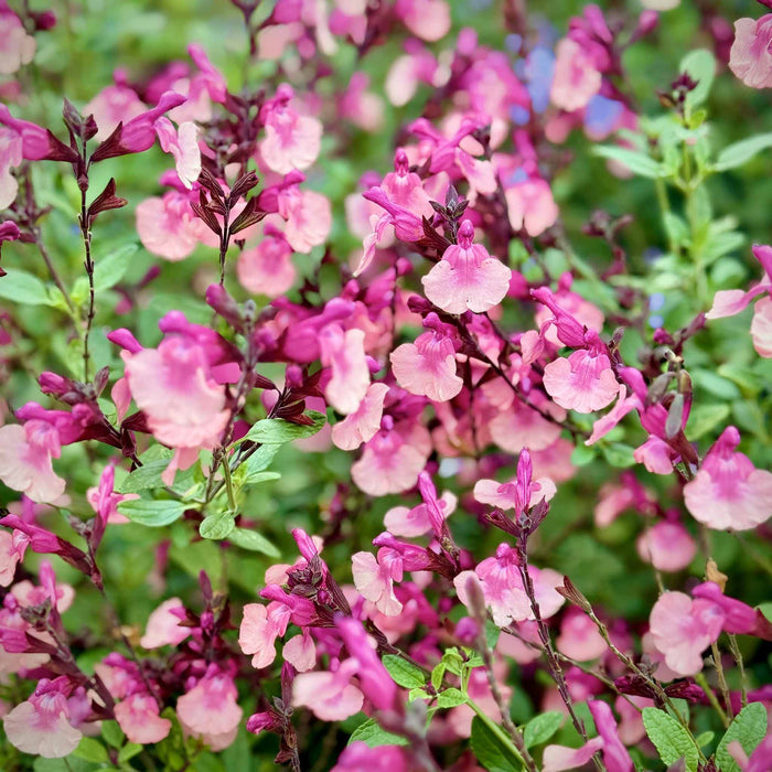 Salvia 'Melba Magic Peach'