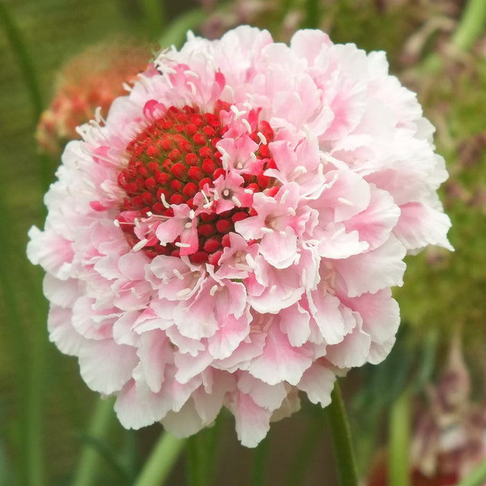 Scabiosa 'Scoop Marshmallow'