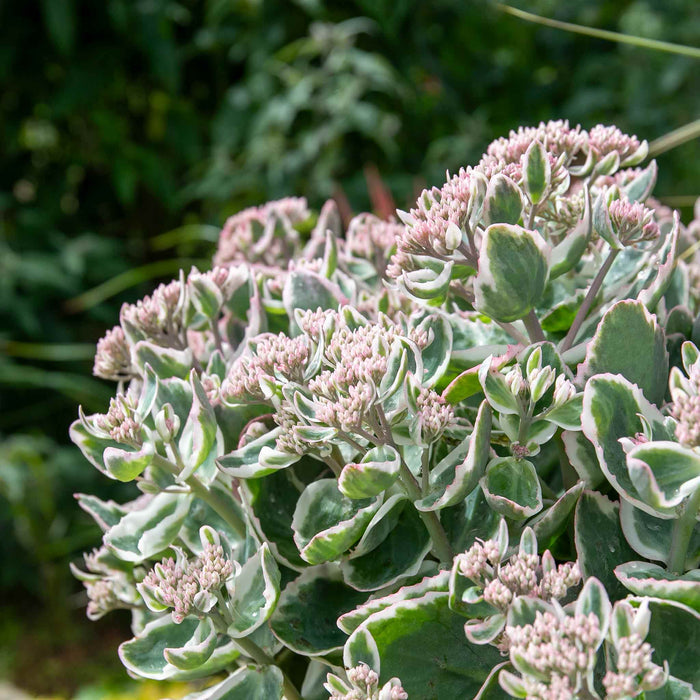 Sedum 'Seduction La Vie en Rose'