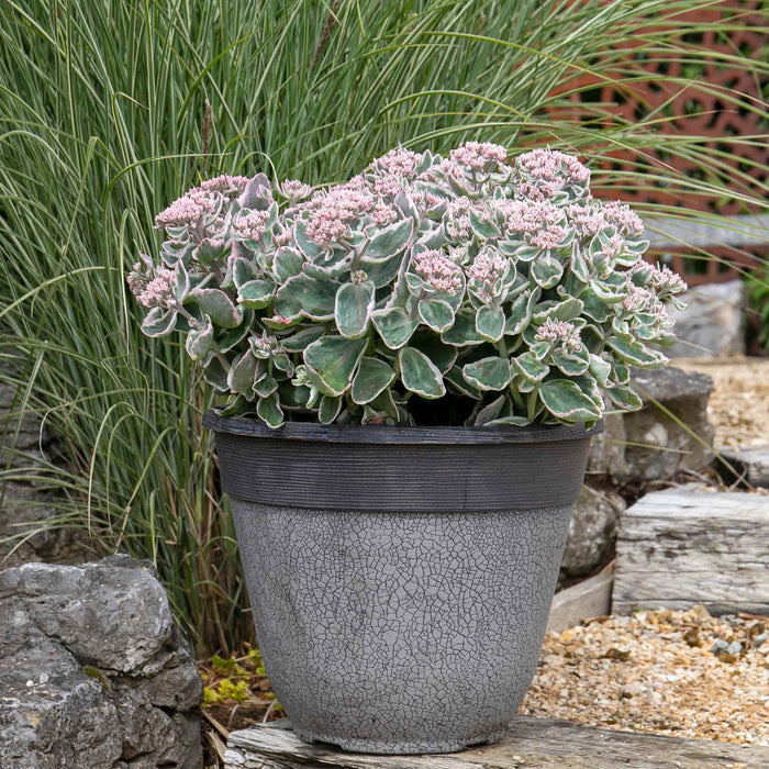 Sedum 'Seduction La Vie en Rose'