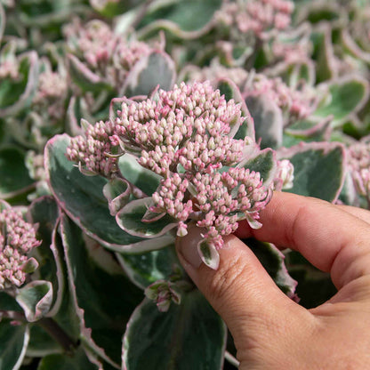 Sedum 'Seduction La Vie en Rose'