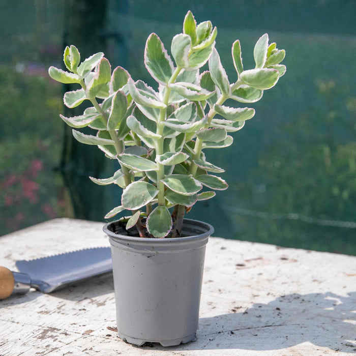 Sedum 'Seduction La Vie en Rose'
