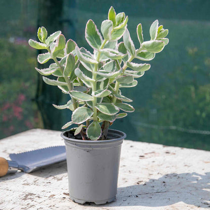 Sedum 'Seduction La Vie en Rose'