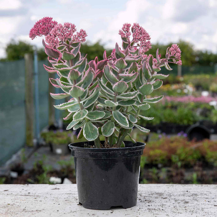 Sedum 'Seduction La Vie en Rose'