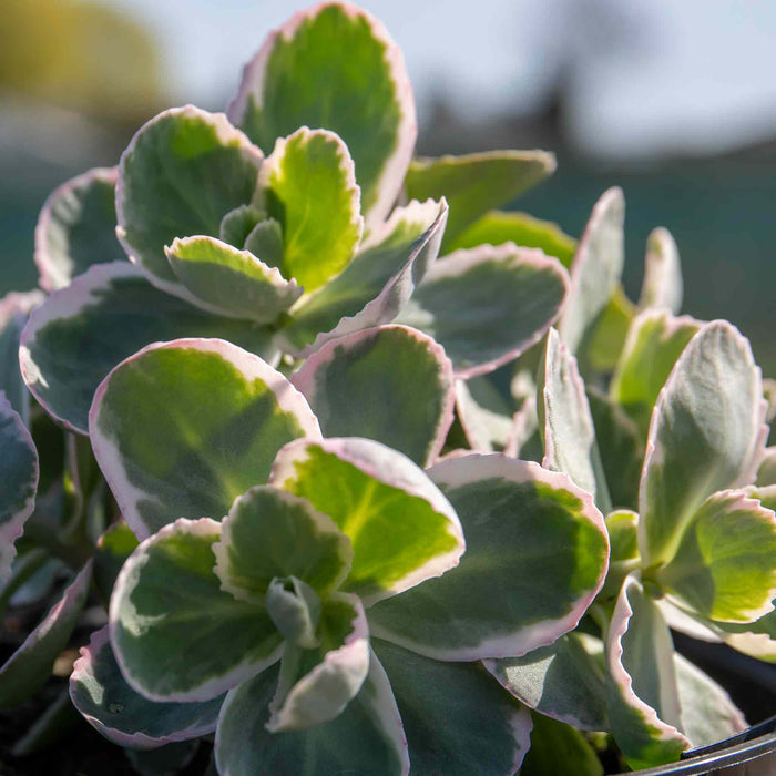 Sedum 'Seduction La Vie en Rose'