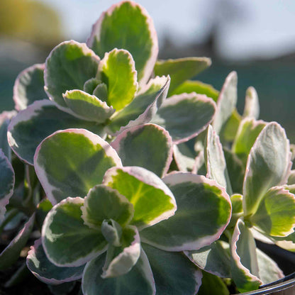 Sedum 'Seduction La Vie en Rose'
