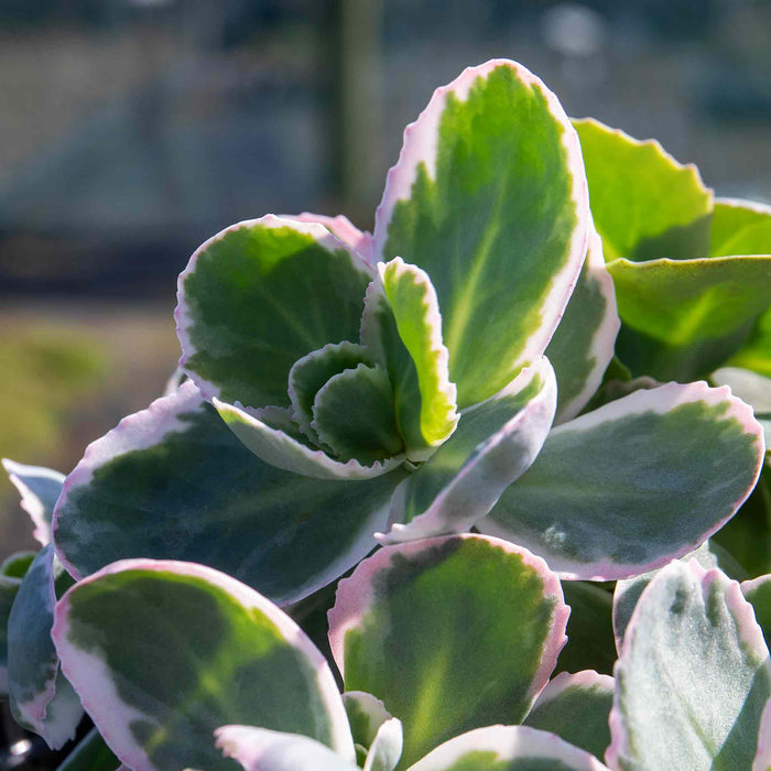 Sedum 'Seduction La Vie en Rose'