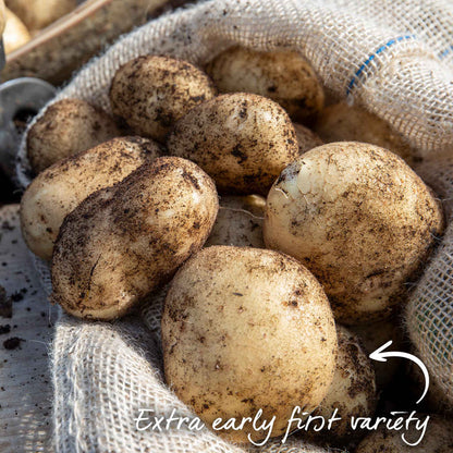 Seed Potato 'Swift' Grow Kit
