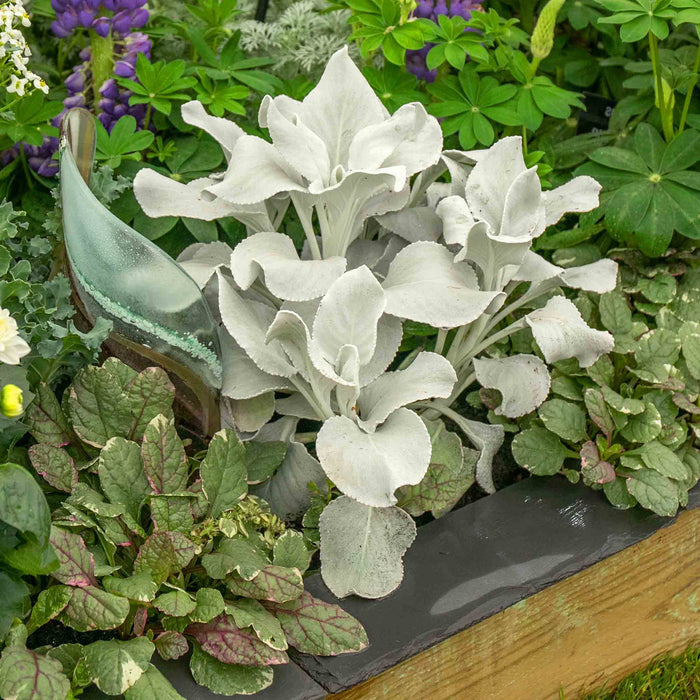 Senecio 'Angel Wings'