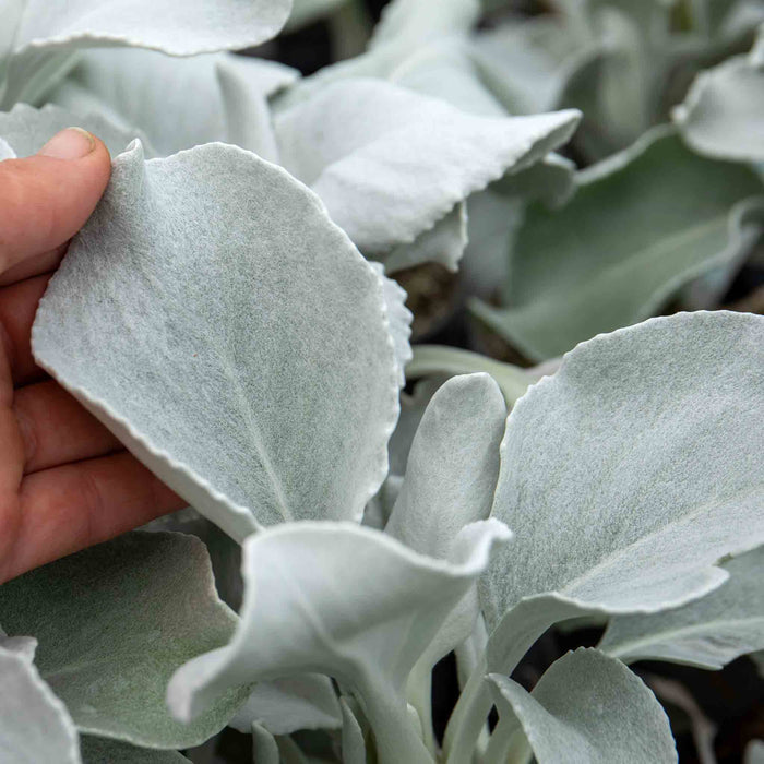 Senecio 'Angel Wings'