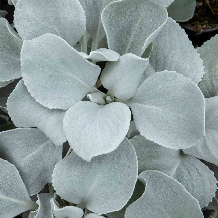Senecio 'Angel Wings'