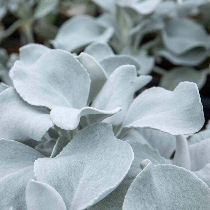 Senecio 'Angel Wings'