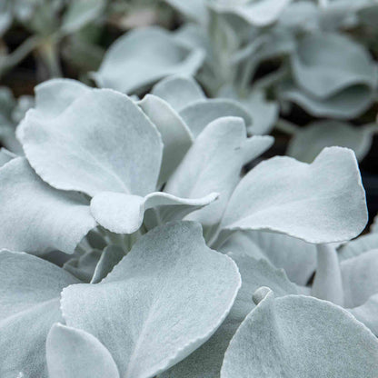Senecio 'Angel Wings'