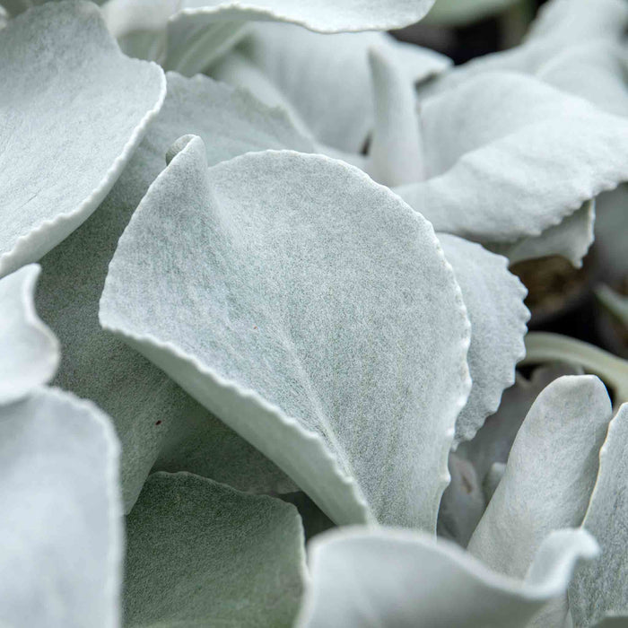 Senecio 'Angel Wings'