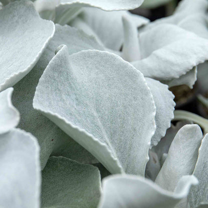 Senecio 'Angel Wings'